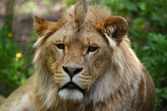 Primorye safari park