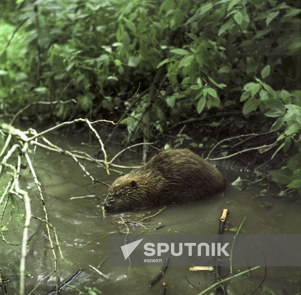 Voronezh state preserve