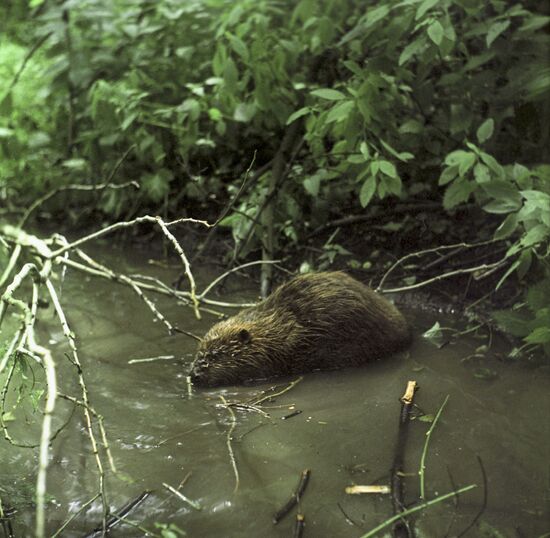 Voronezh state preserve