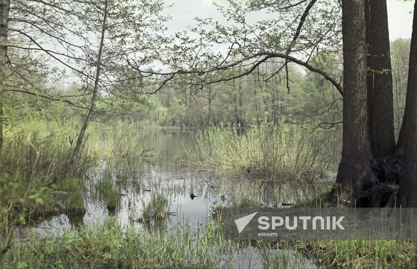 Voronezh state preserve