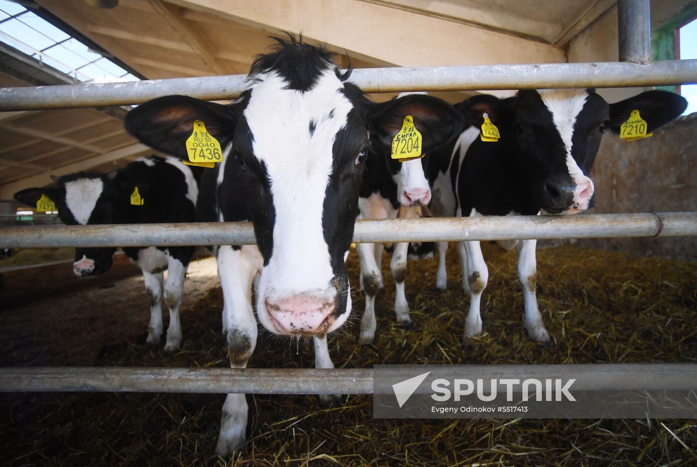 New dairy brand "Semeynoye Delo", by Cheburashkin Brothers, launched in Moscow Region