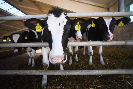 New dairy brand "Semeynoye Delo", by Cheburashkin Brothers, launched in Moscow Region