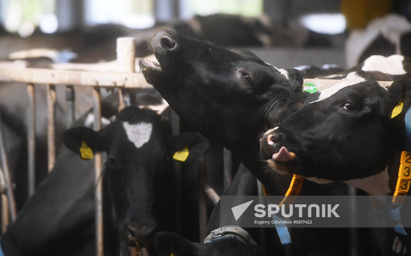 New dairy brand "Semeynoye Delo", by Cheburashkin Brothers, launched in Moscow Region