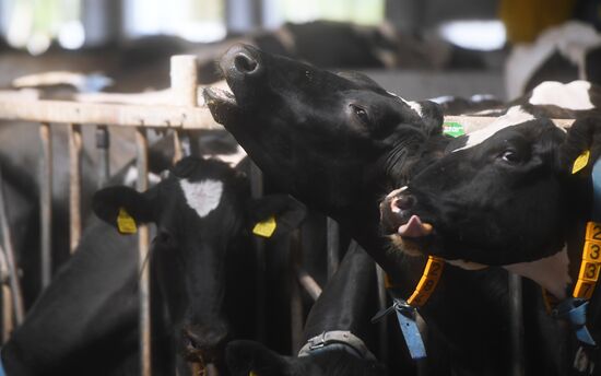 New dairy brand "Semeynoye Delo", by Cheburashkin Brothers, launched in Moscow Region