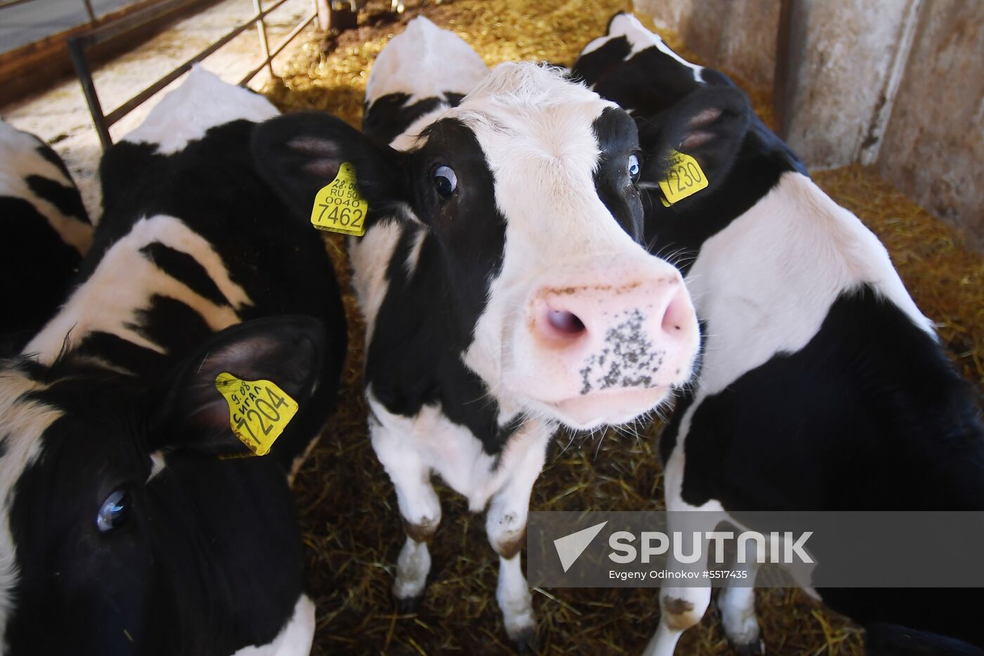 New dairy brand "Semeynoye Delo", by Cheburashkin Brothers, launched in Moscow Region