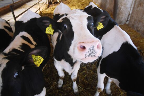 New dairy brand "Semeynoye Delo", by Cheburashkin Brothers, launched in Moscow Region