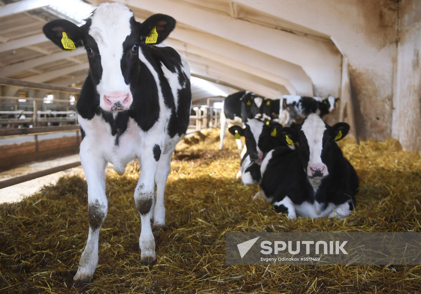 New dairy brand "Semeynoye Delo", by Cheburashkin Brothers, launched in Moscow Region