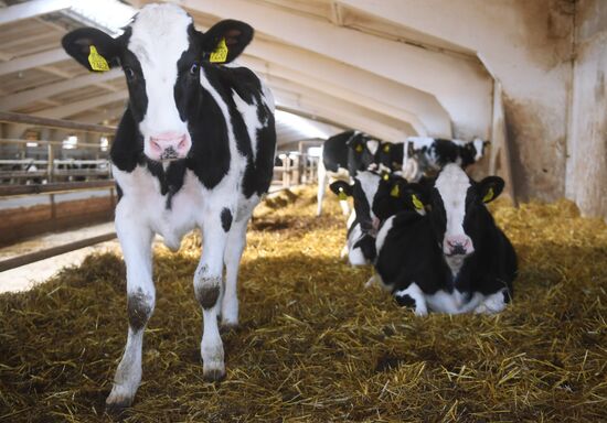 New dairy brand "Semeynoye Delo", by Cheburashkin Brothers, launched in Moscow Region