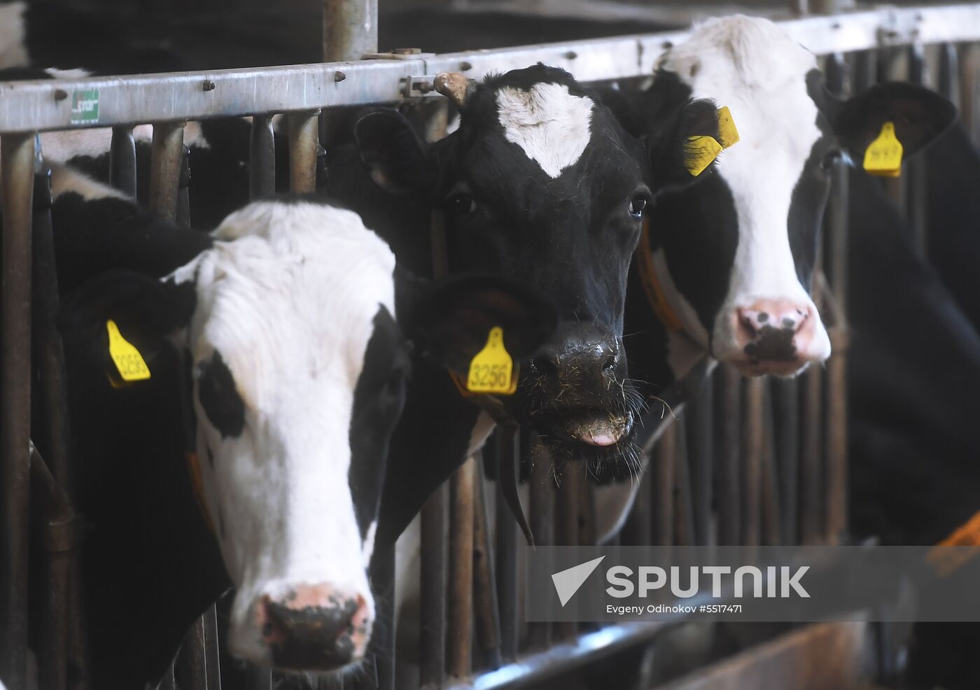 New dairy brand "Semeynoye Delo", by Cheburashkin Brothers, launched in Moscow Region