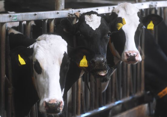 New dairy brand "Semeynoye Delo", by Cheburashkin Brothers, launched in Moscow Region