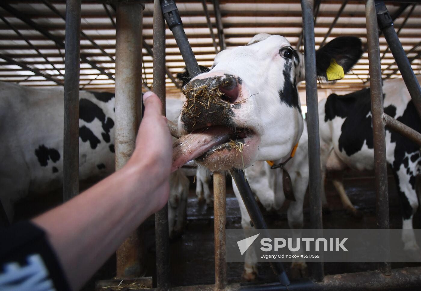 New dairy brand "Semeynoye Delo", by Cheburashkin Brothers, launched in Moscow Region