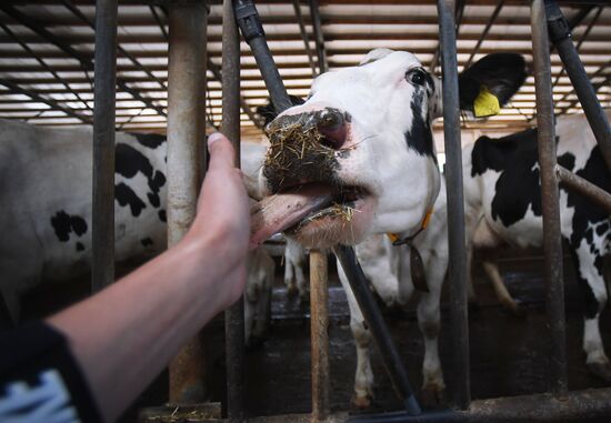 New dairy brand "Semeynoye Delo", by Cheburashkin Brothers, launched in Moscow Region