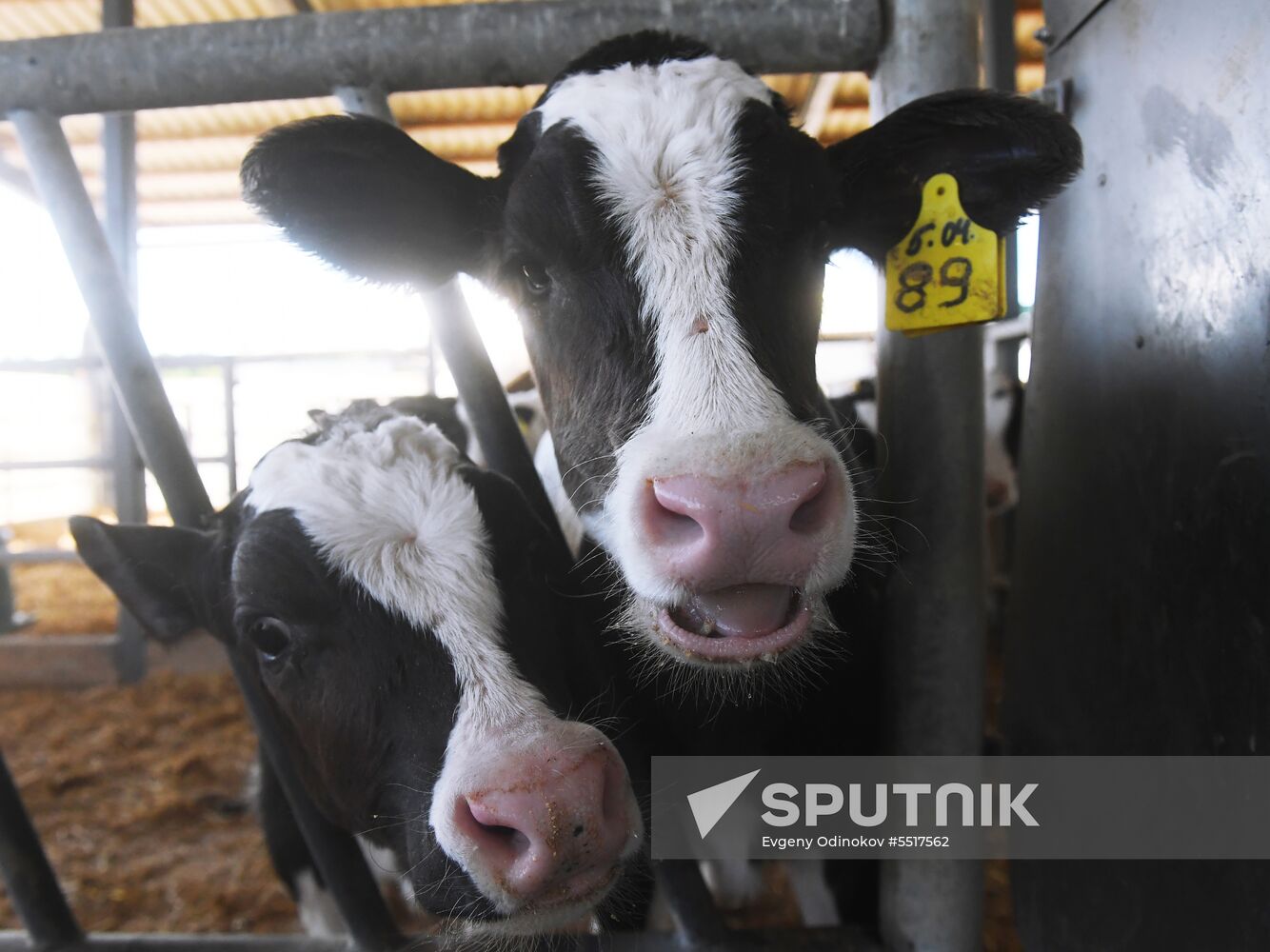 New dairy brand "Semeynoye Delo", by Cheburashkin Brothers, launched in Moscow Region