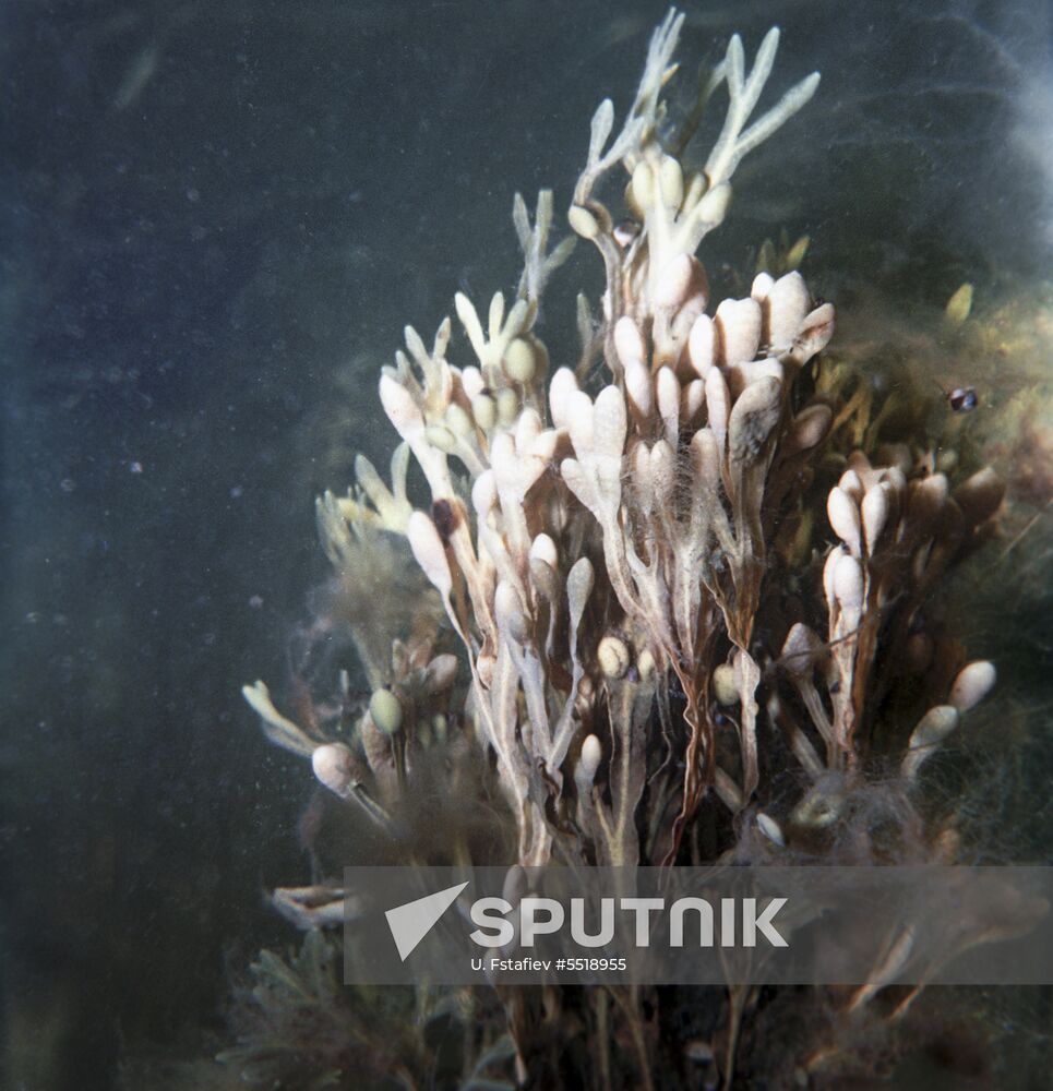 Fucus seaweed