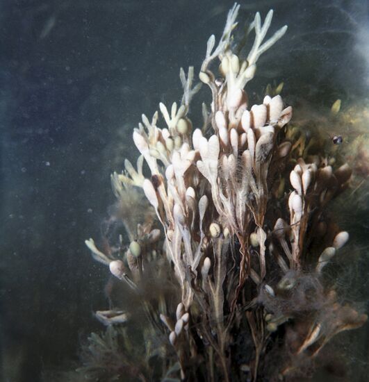 Fucus seaweed