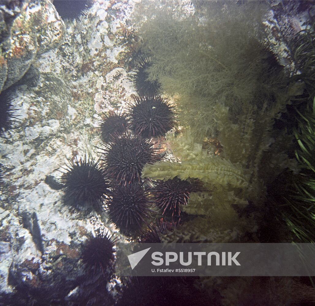 Laminaria seaweed