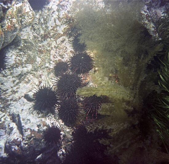 Laminaria seaweed