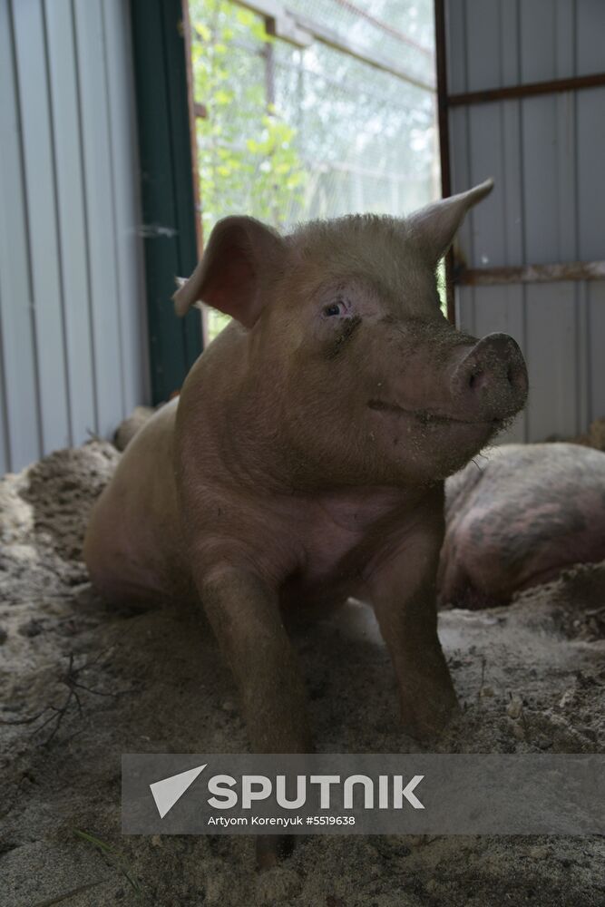 Rosa the pig after surgery made with robot-assisted surgical system