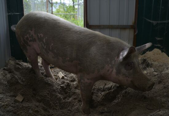 Rosa the pig after surgery made with robot-assisted surgical system