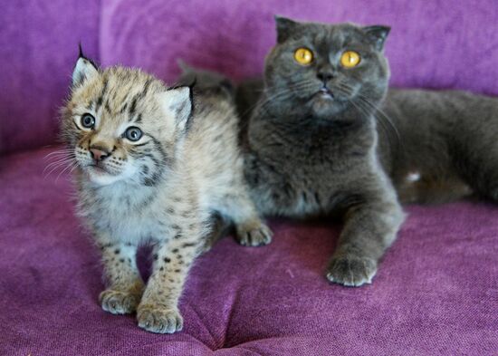 Cat nurses lynx cub in Primorye zoo