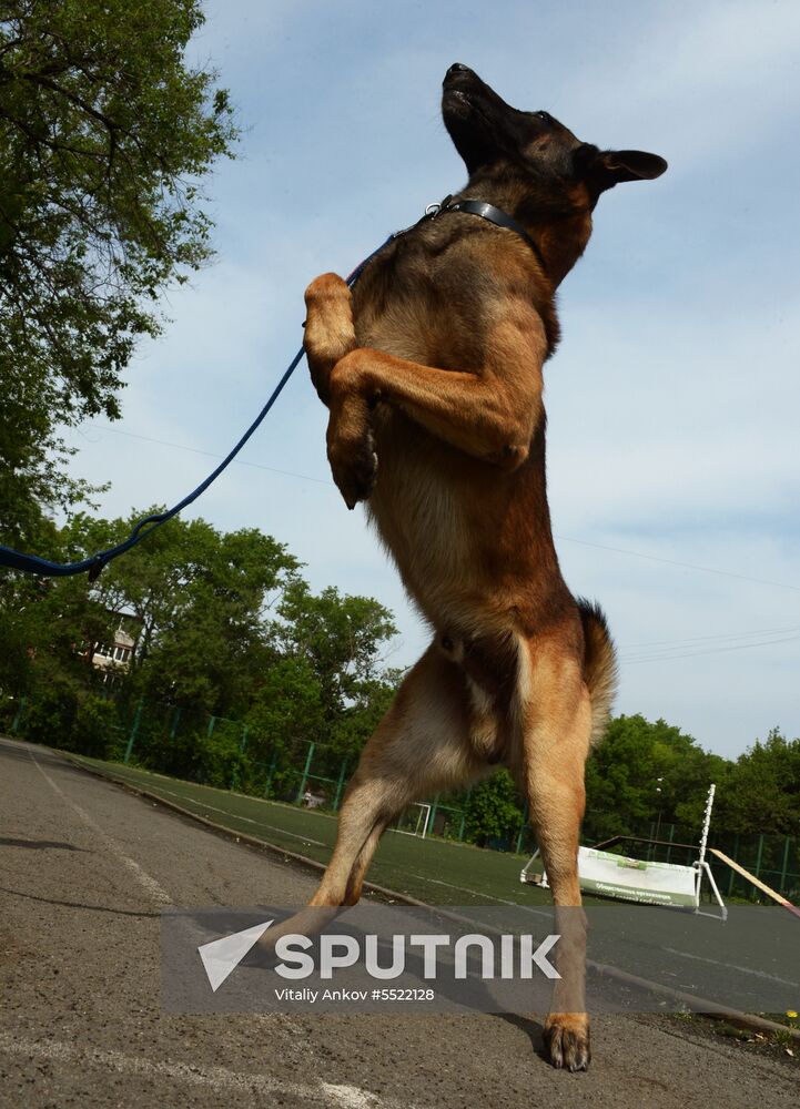 Dog handler competition in Vladivostok