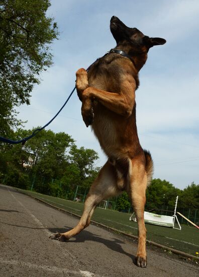 Dog handler competition in Vladivostok