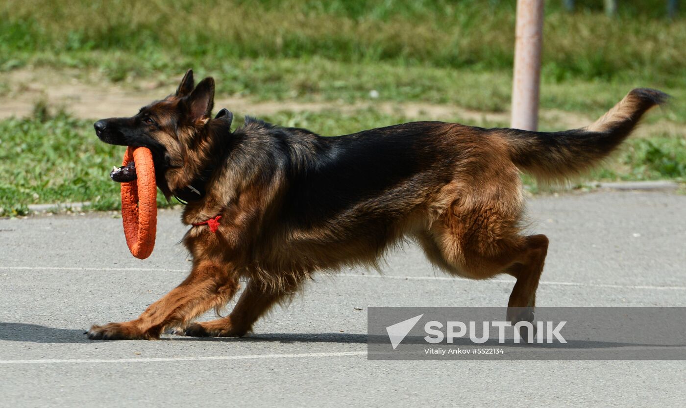 Dog handler competition in Vladivostok