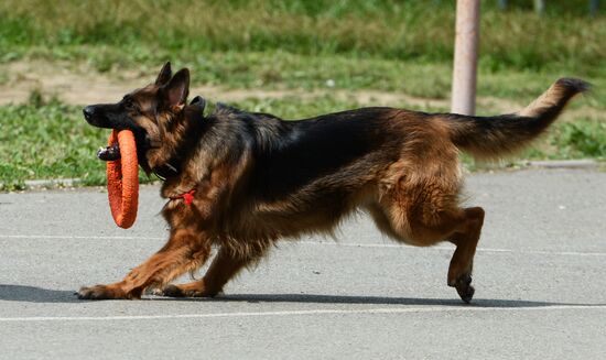 Dog handler competition in Vladivostok