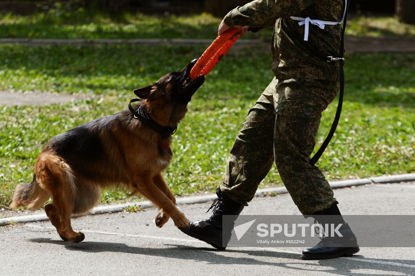 Dog handler competition in Vladivostok