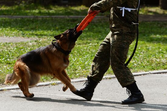 Dog handler competition in Vladivostok