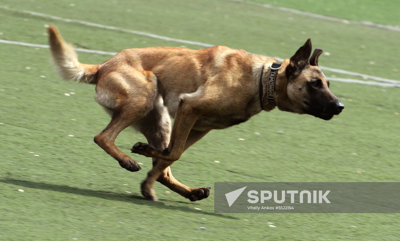 Dog handler competition in Vladivostok