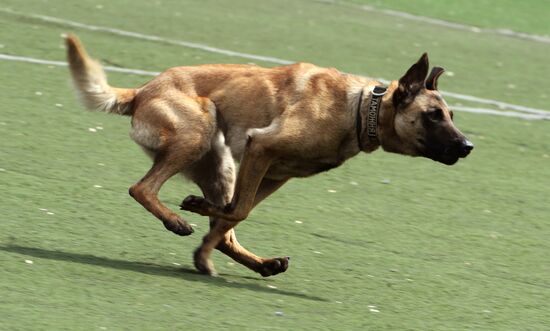Dog handler competition in Vladivostok