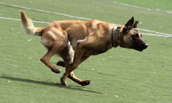 Dog handler competition in Vladivostok