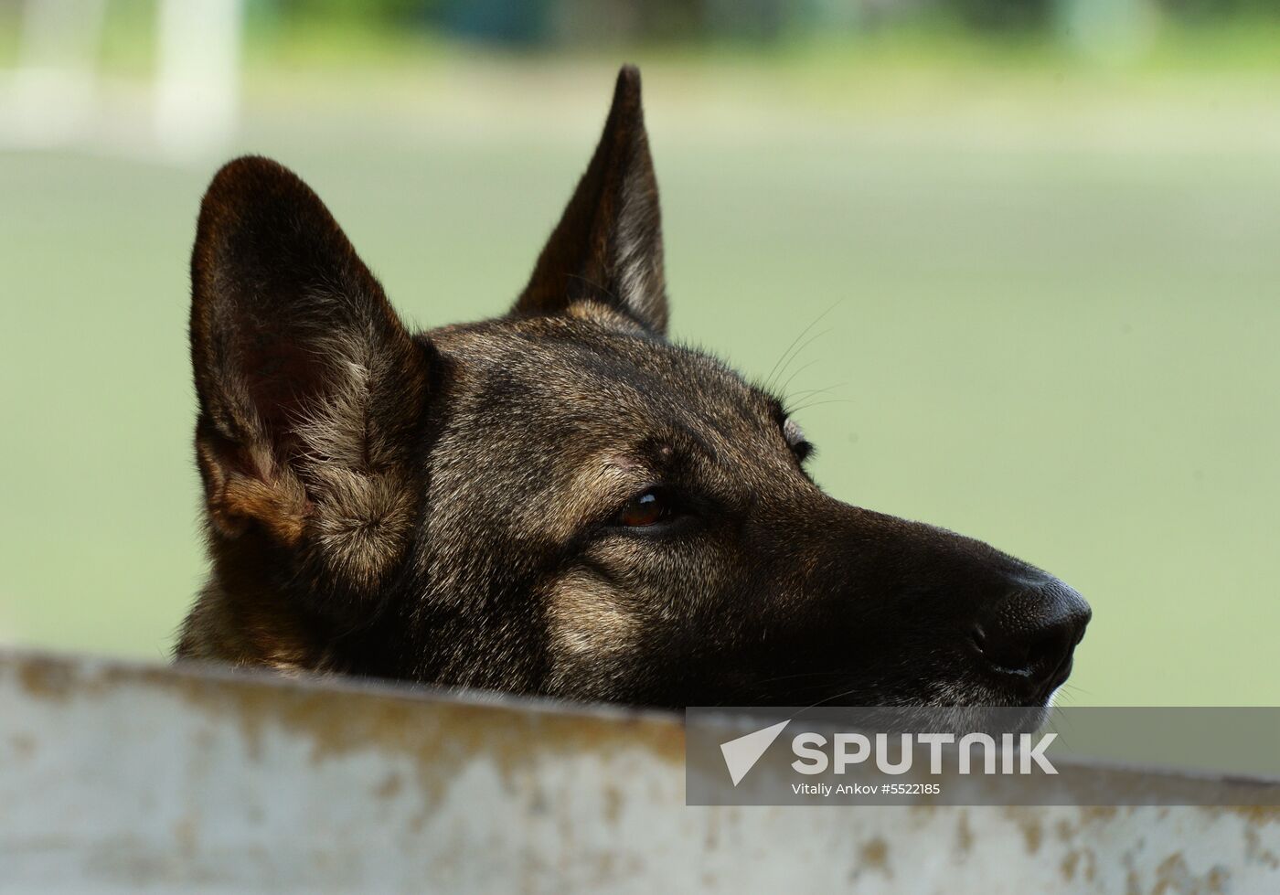 Dog handler competition in Vladivostok