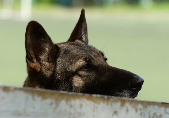 Dog handler competition in Vladivostok