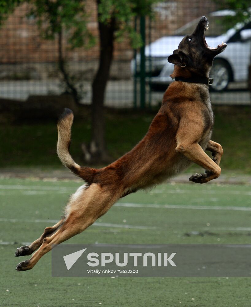 Dog handler competition in Vladivostok