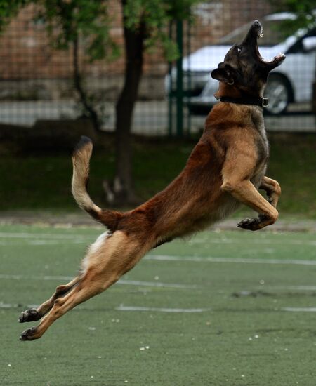 Dog handler competition in Vladivostok