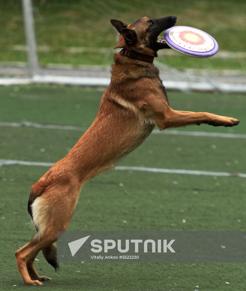 Dog handler competition in Vladivostok