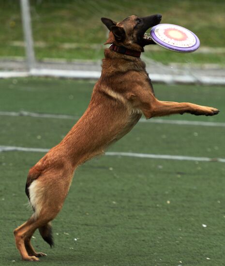 Dog handler competition in Vladivostok