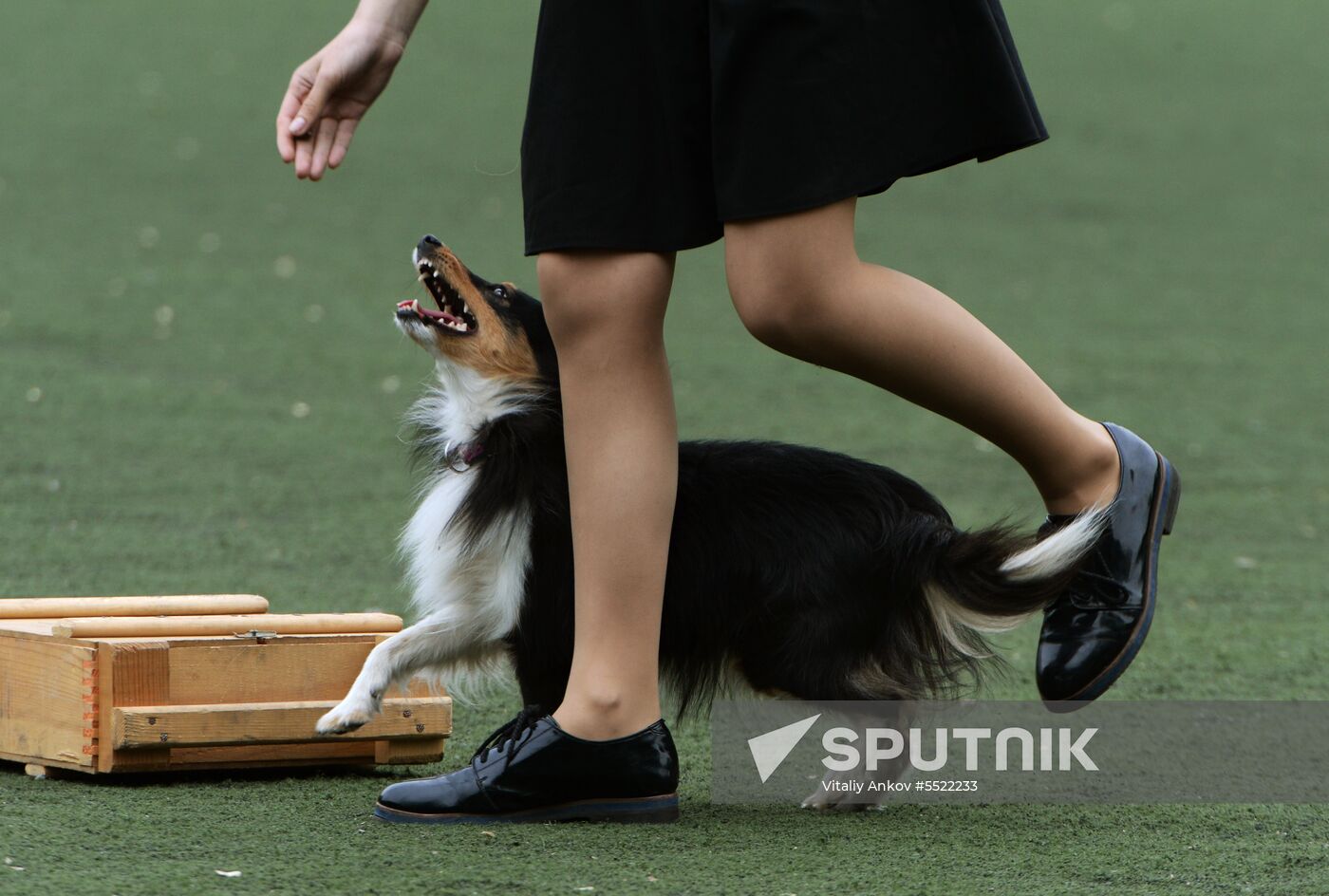 Dog handler competition in Vladivostok