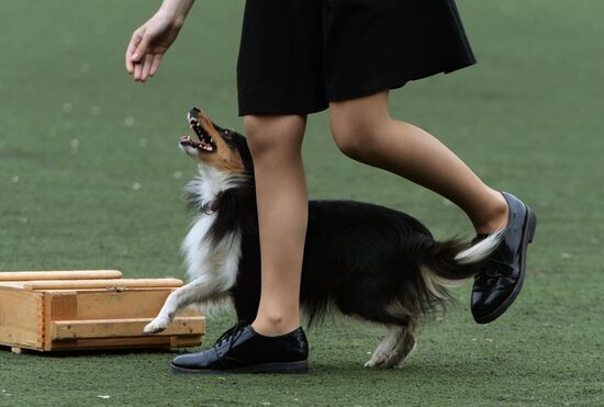 Dog handler competition in Vladivostok