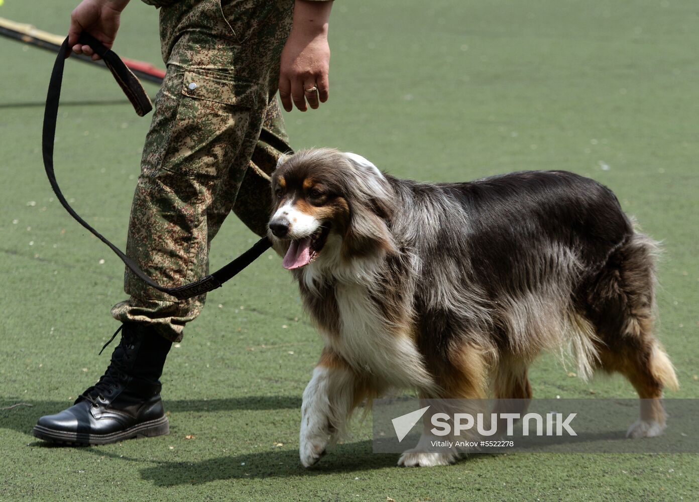 Dog handler competition in Vladivostok