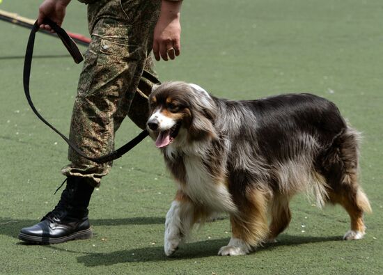 Dog handler competition in Vladivostok