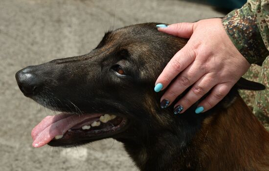 Dog handler competition in Vladivostok