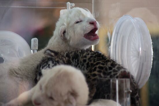 Newly-born cubs in Crimean Taigan safari park