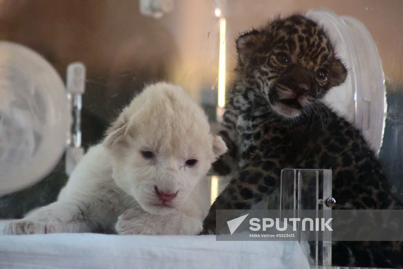 Newly-born cubs in Crimean Taigan safari park