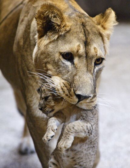 Five African lion cubs born at Yekaterinburg Zoo