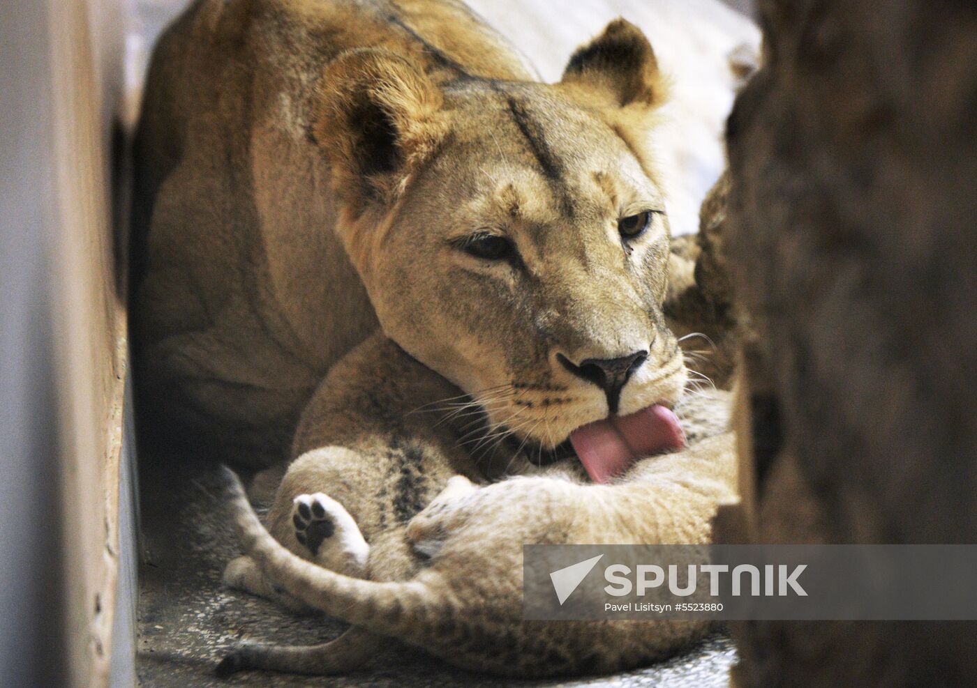 Five African lion cubs born at Yekaterinburg Zoo