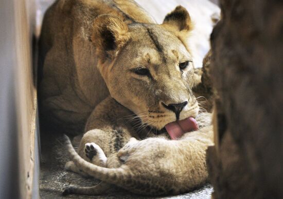 Five African lion cubs born at Yekaterinburg Zoo