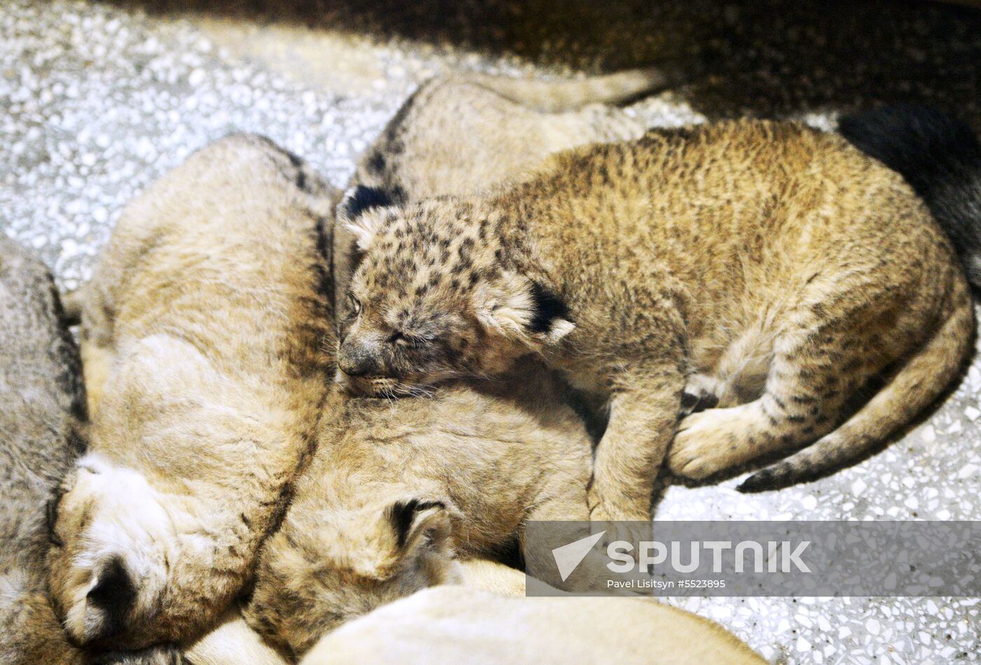 Five African lion cubs born at Yekaterinburg Zoo